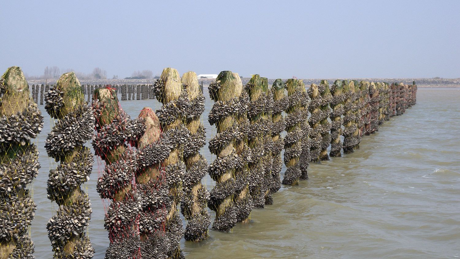 “Bouchots” mussel stakes in the Aiguillon Bay - LIFE Baie de l'Aiguillon