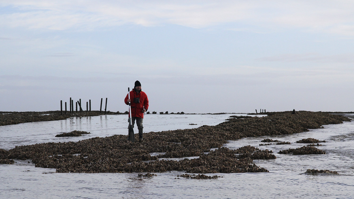 Study of oyster beds – Baie de l’Aiguillon LIFE