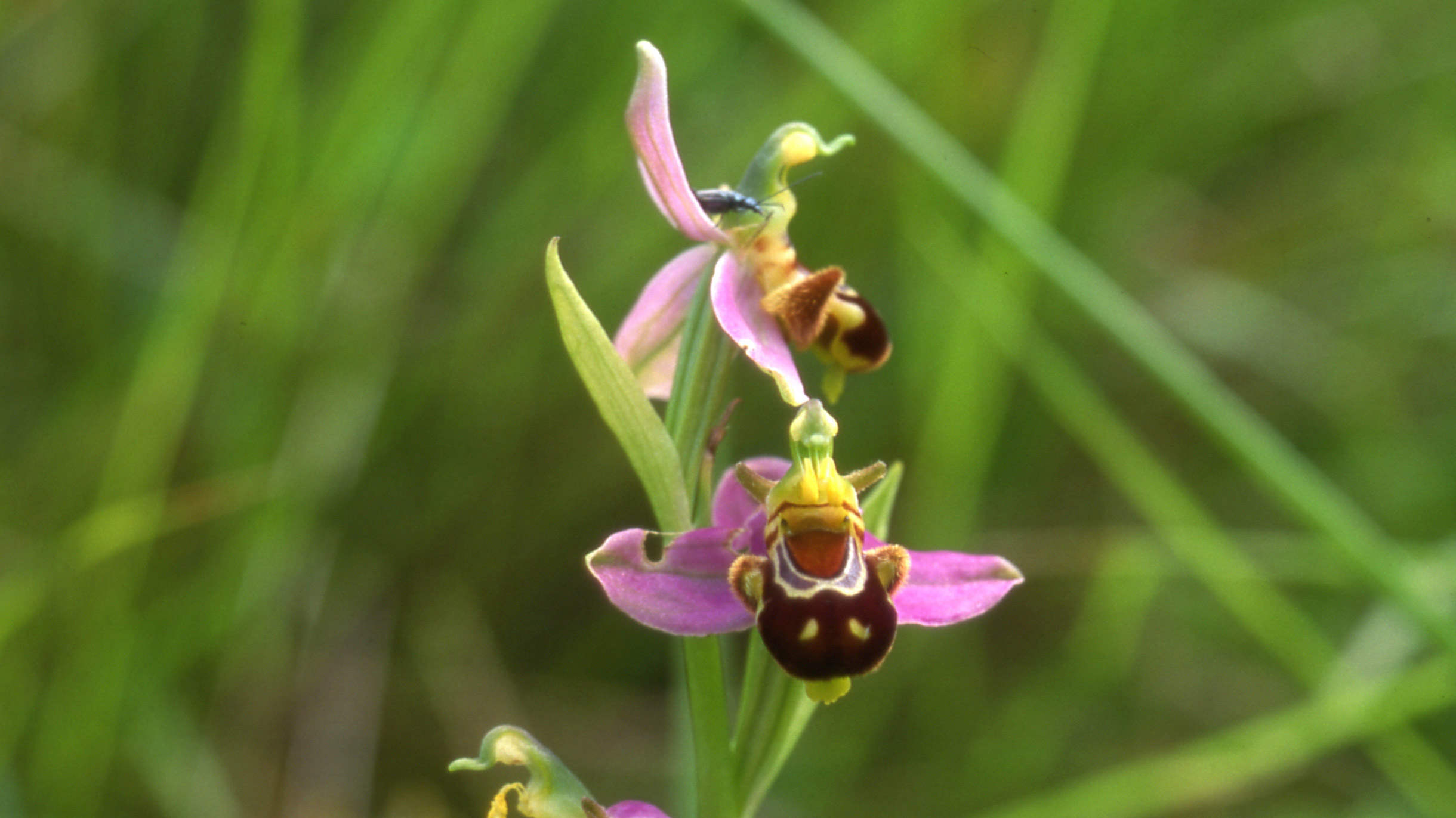 Bee Orchid Ophrys apifera in flower - LIFE Baie de l'Aiguillon