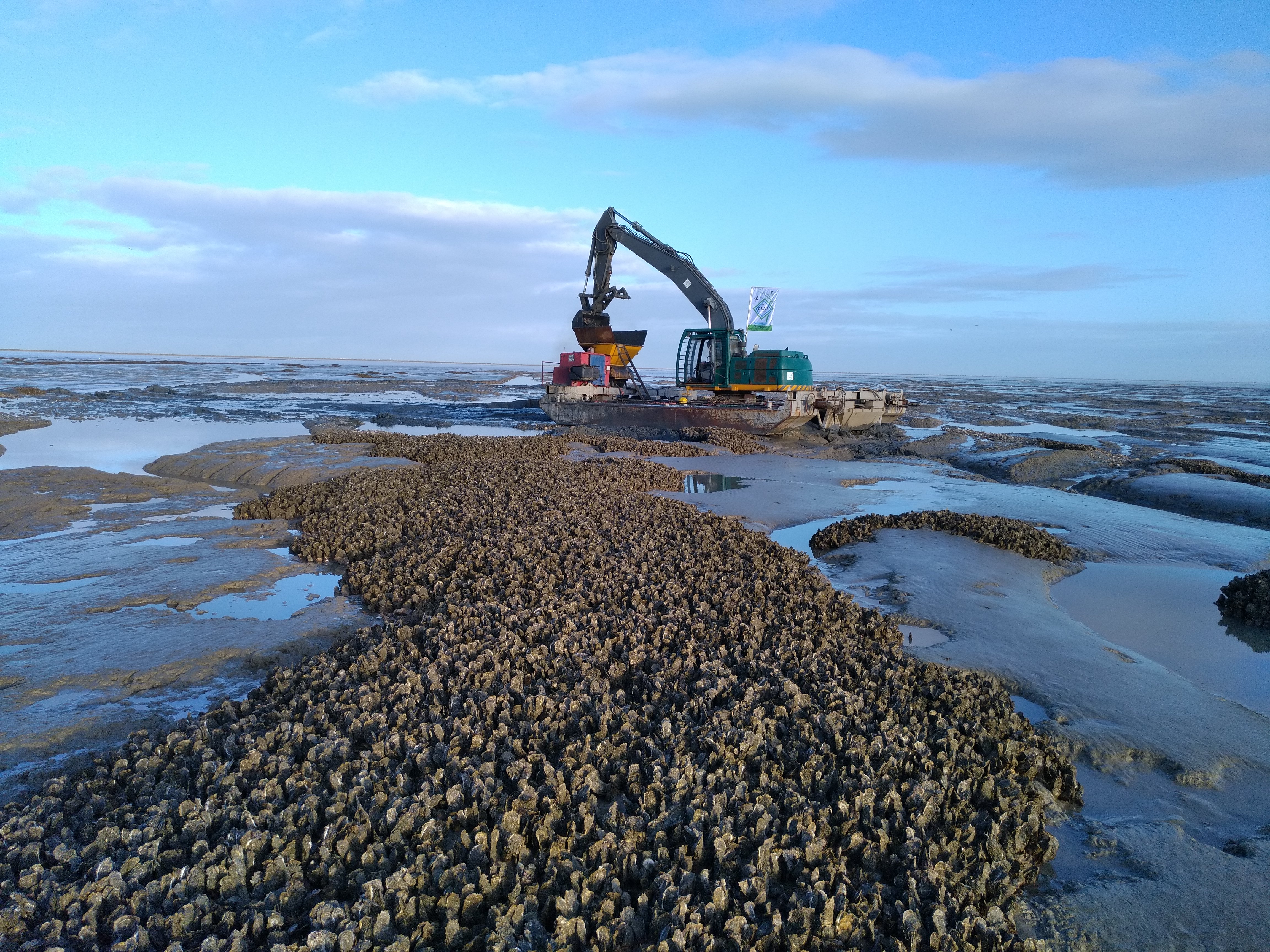 Oyster bed removal work