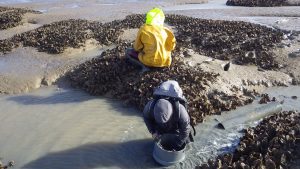 Sampling mud and Pacific oysters at oyster beds